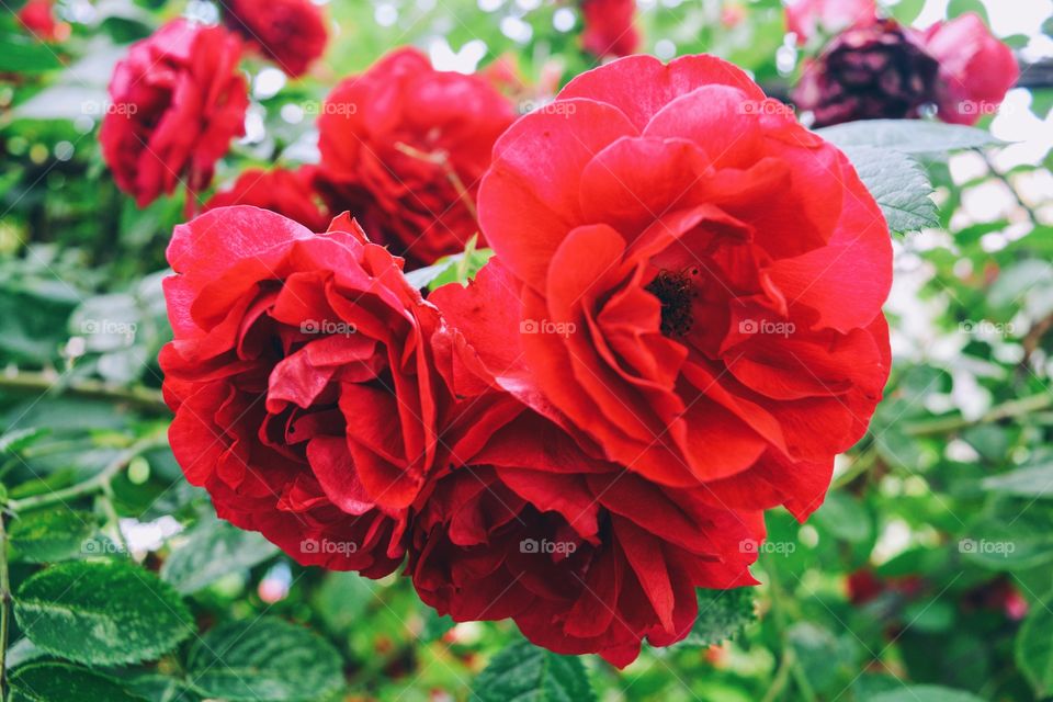 Beauty garden roses