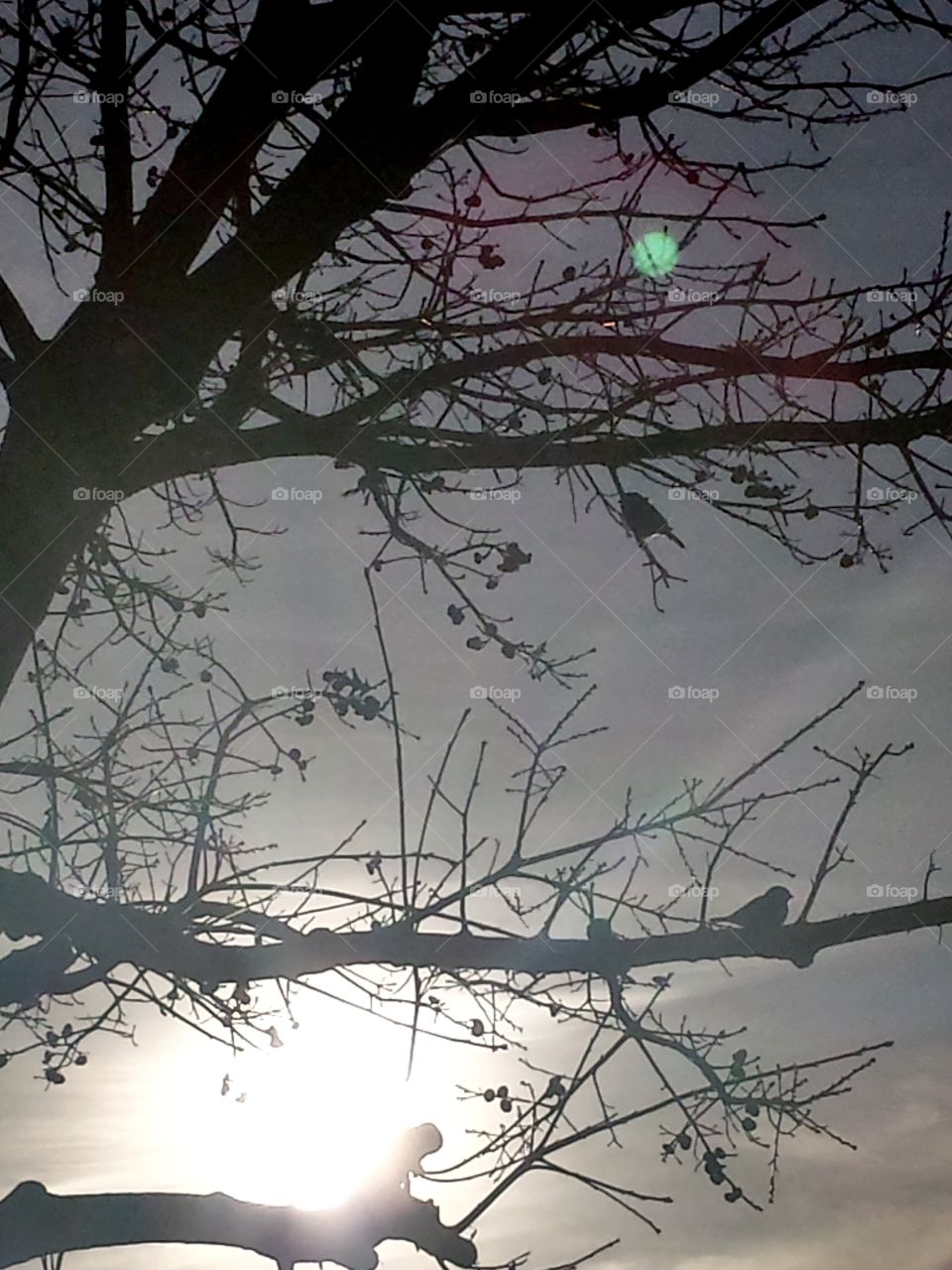 Sparrows in our Little Tree