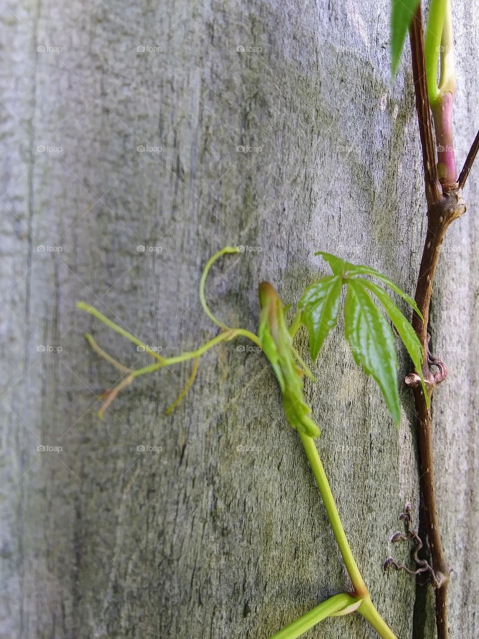 Virginia Creeper vine in process of forming anchor