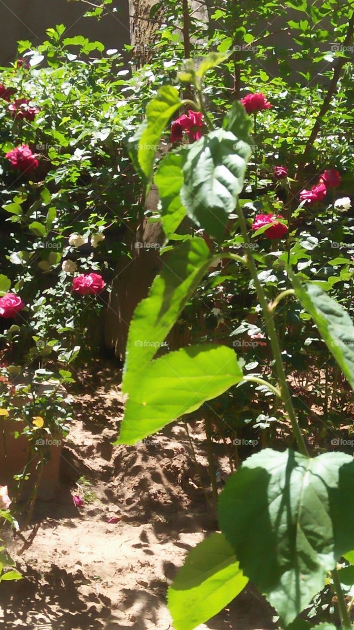 Beautiful green leaf plant in the garden.