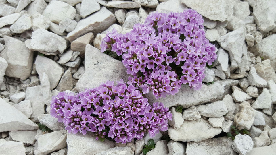 Purple flowers growing between stones