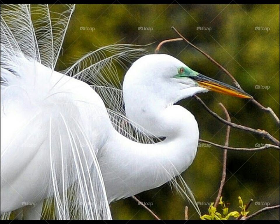 Egret beauty