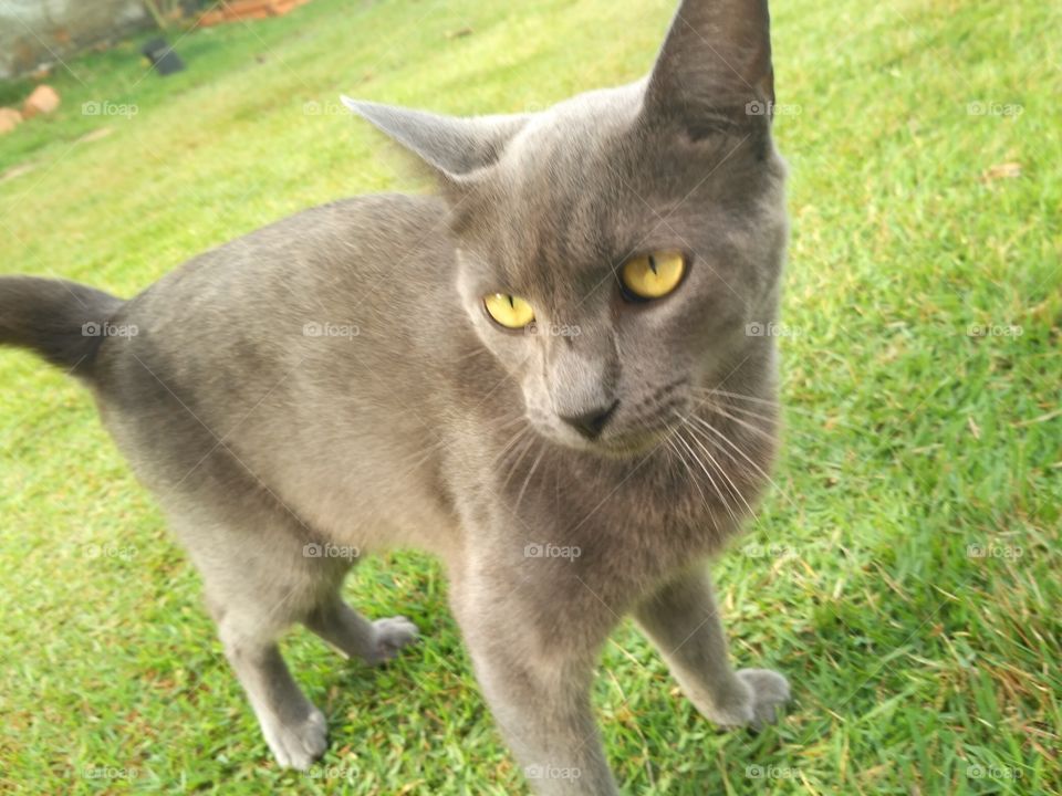 grey catzor