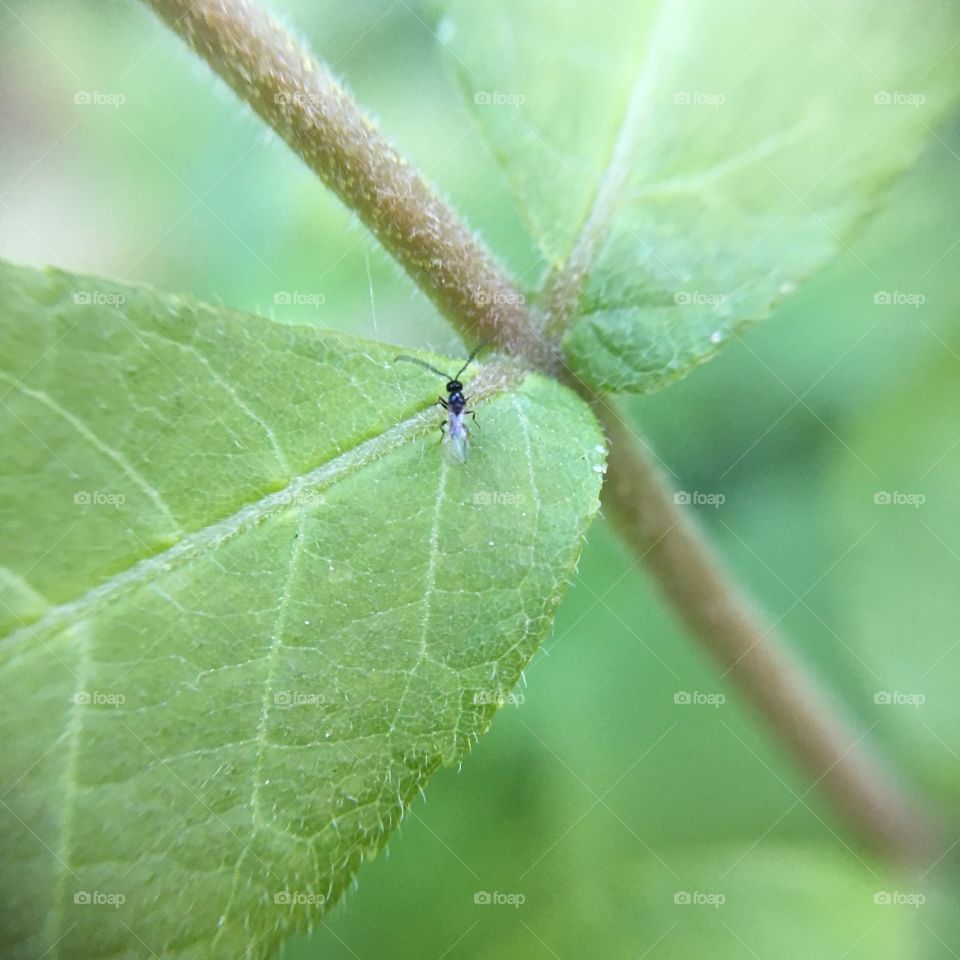 Gnat on leaf