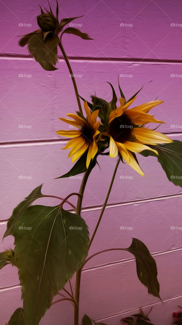 sunflower wall