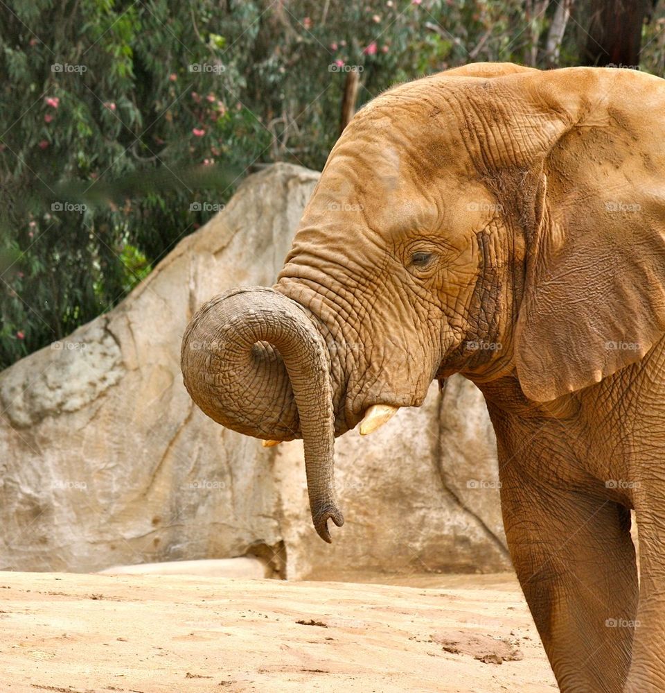 Elephant Curly Trunk