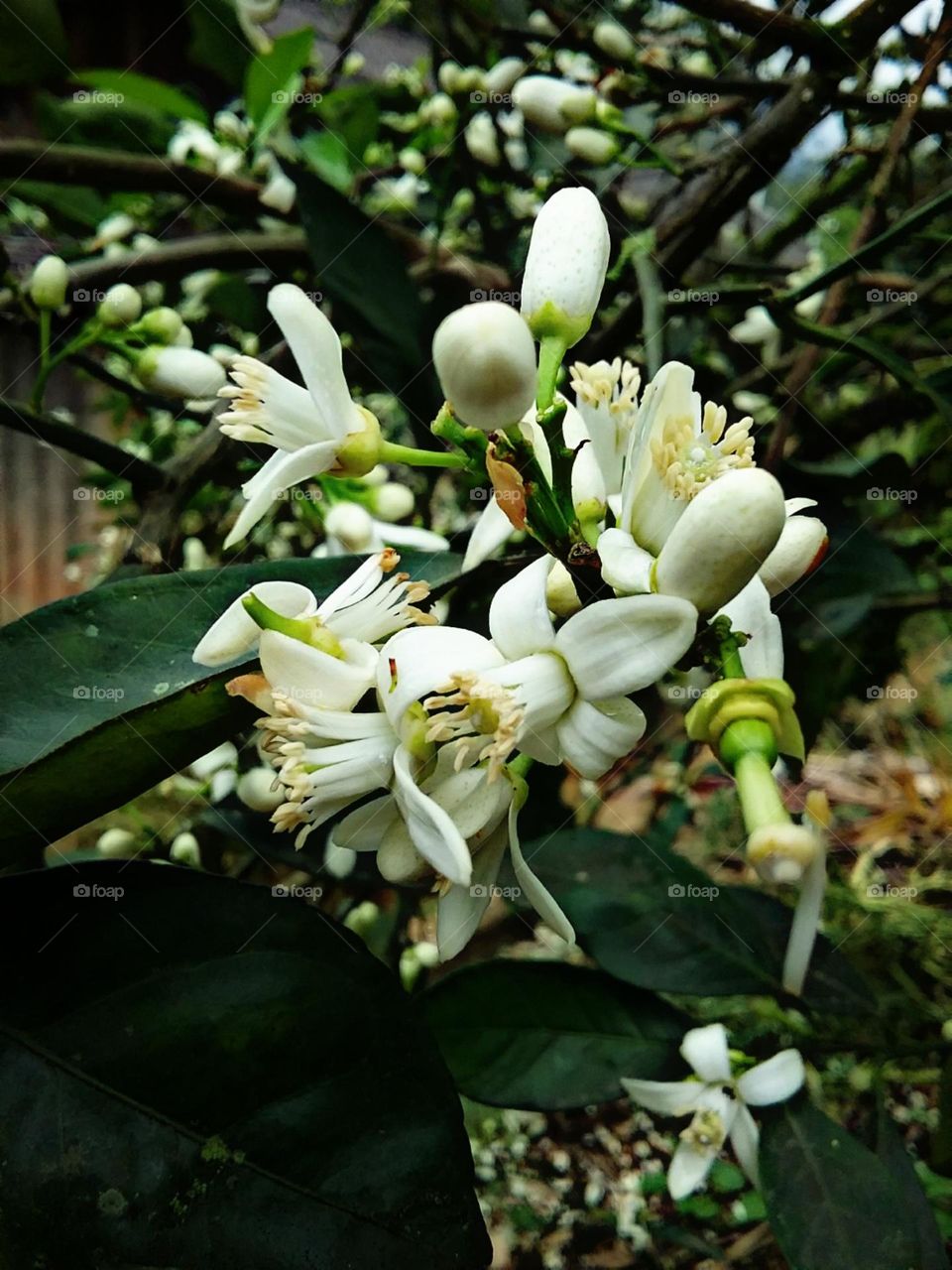 Laranjeiras em flor e perfume.