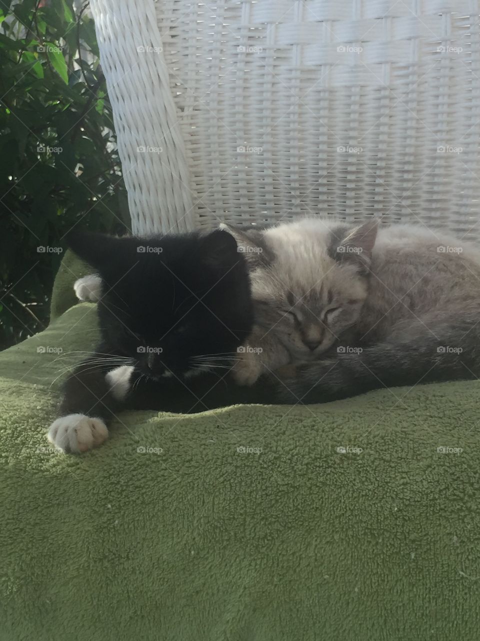 Two kittens: Salem and Jinx
