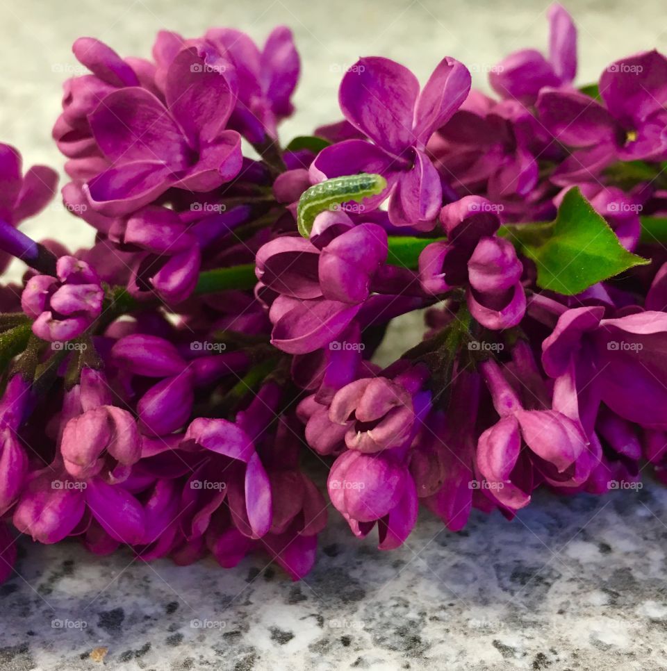 Lilac blossom and baby caterpillar