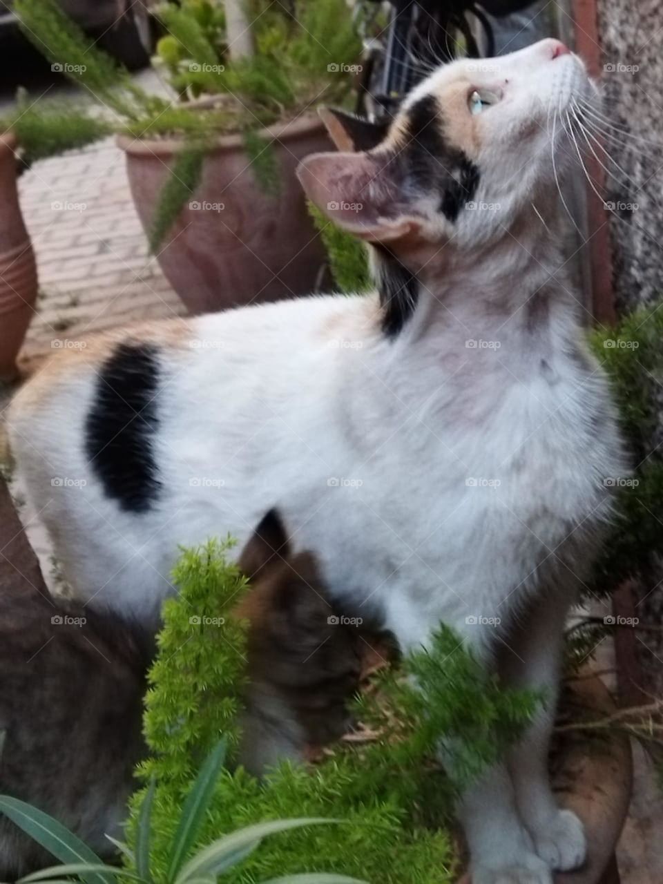 Beautiful cat looking at camera.