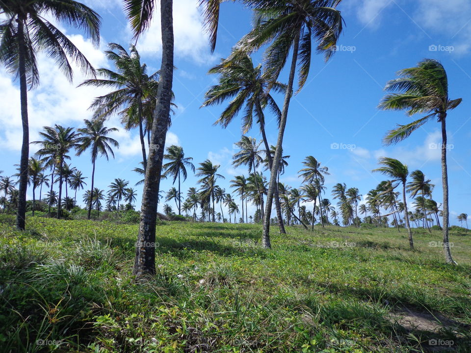 beautiful palm view beach of Paraíba Brasil