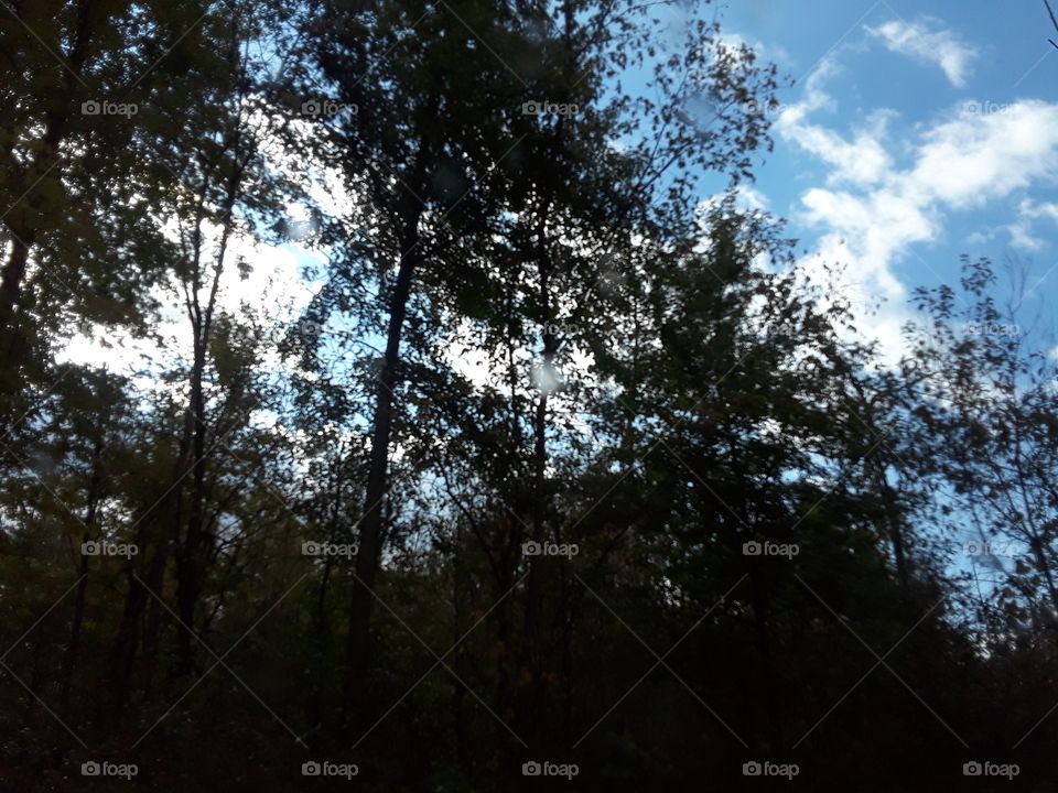 clouds behind the trees