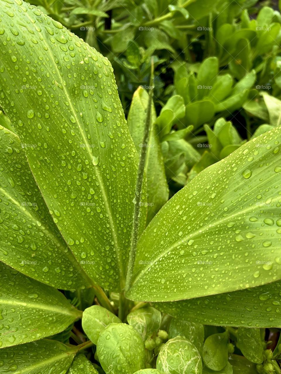 Hedychium coronarium plant with raindrops on it