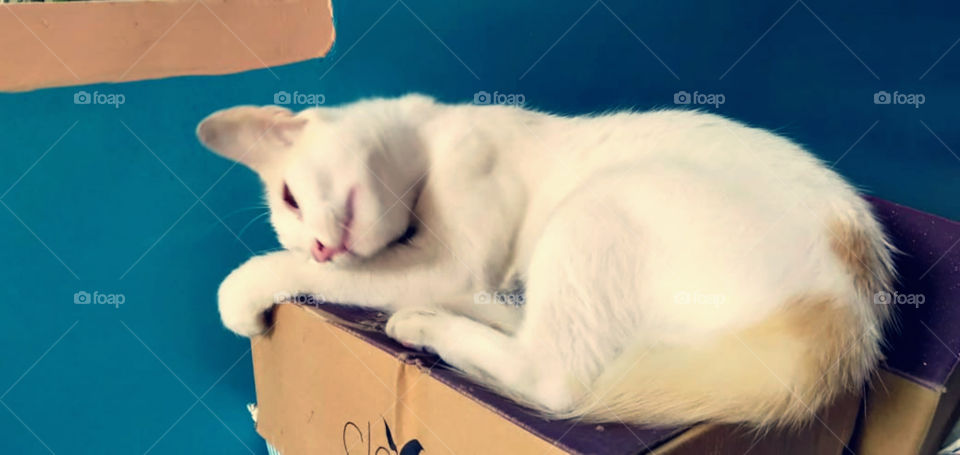 lazy. 😴😴😴😴