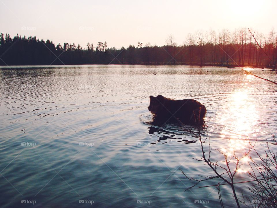 Sunset. Dog bathing in the sunset