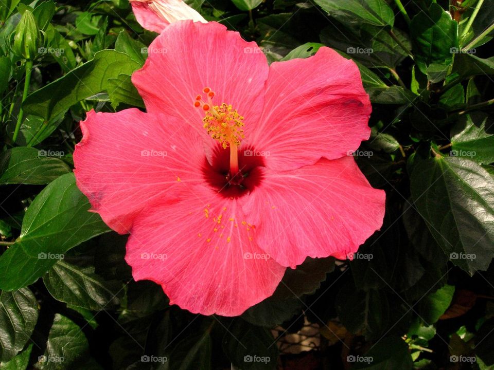 Pink Hibiscus Flower