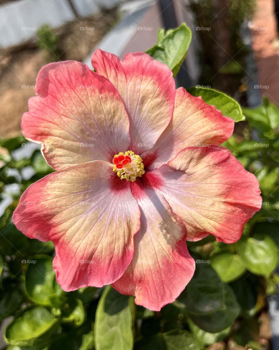 Rare colours of a hibiscus flower 