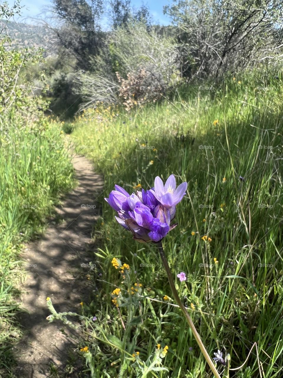 Spring Bloom on Horseshoe Bend Trail