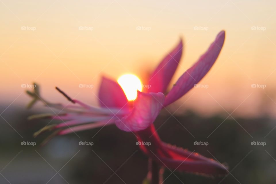 Pink flower sunset. Beautiful golden sunset behind brilliant flowers 