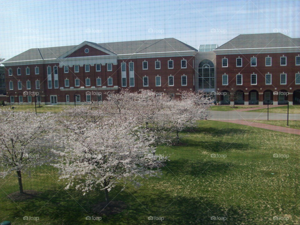 Blooms