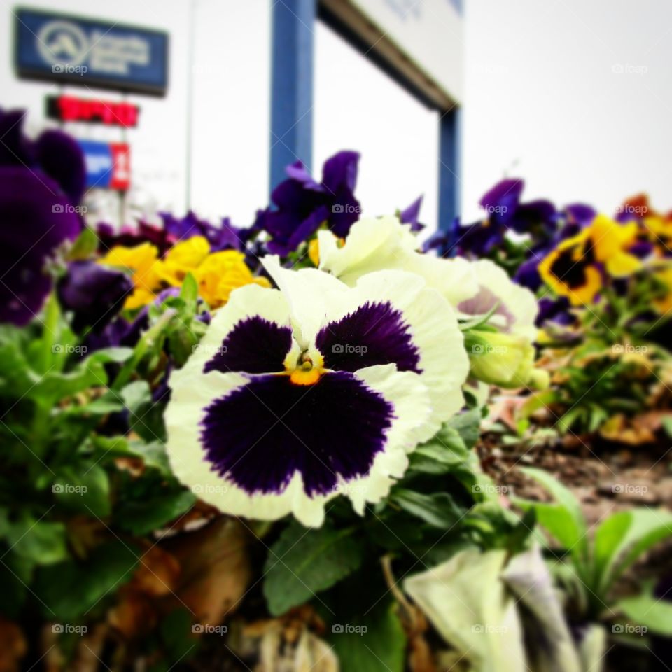 Spring flowers are here again