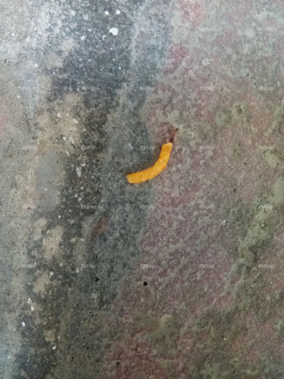 An ant going with crispy snack.