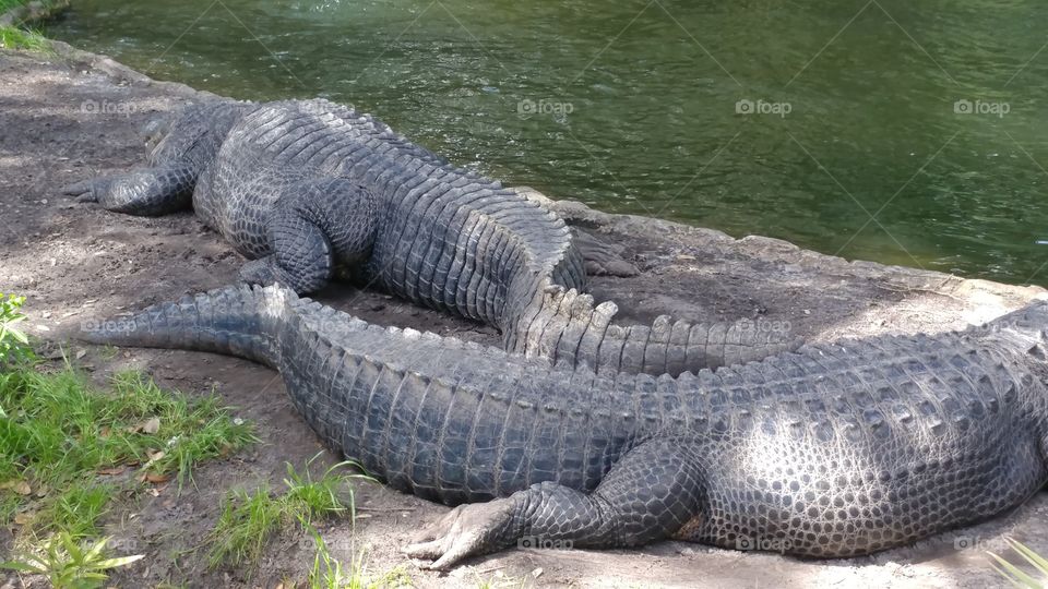 Danger, Reptile, Crocodile, Alligator, Wildlife