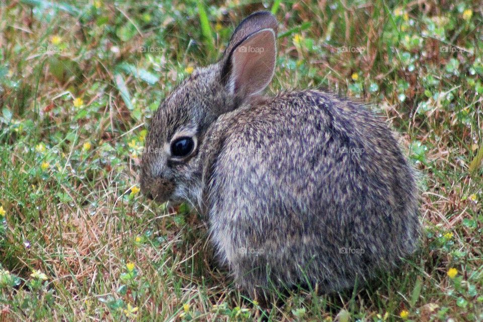 Baby eastern cottontail rabbit
