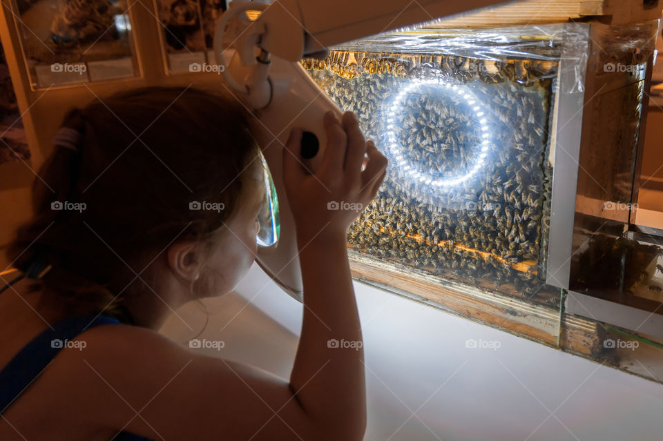 Little girl investigating secret life of bees in special made glass beehive.