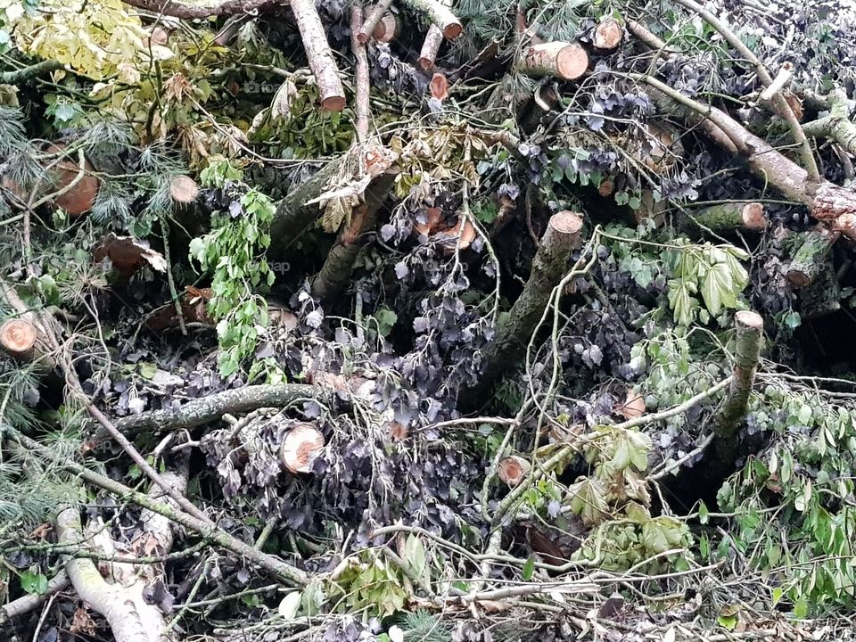 Stack of wood, branches and leaves.