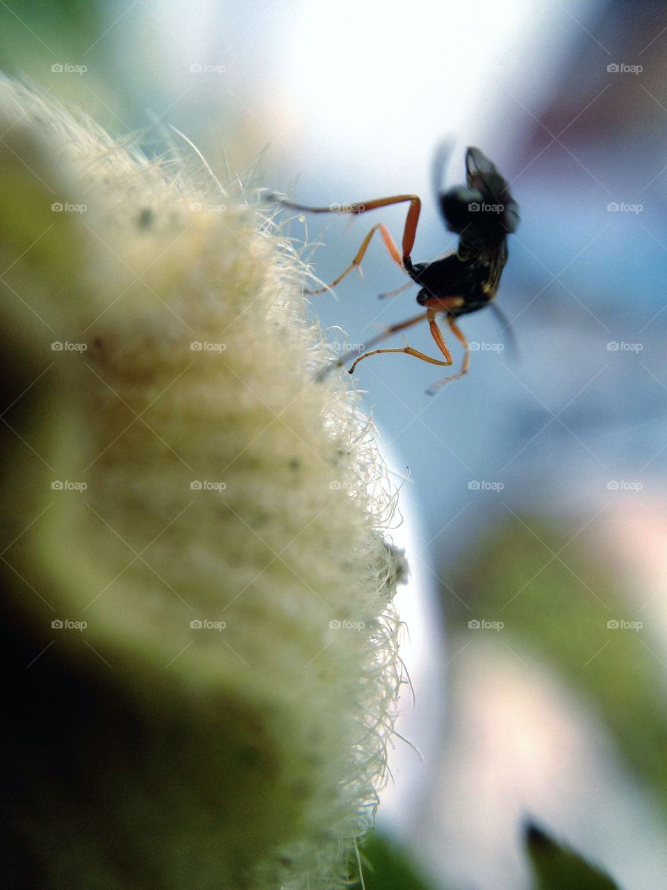 sweden garden macro close by elluca