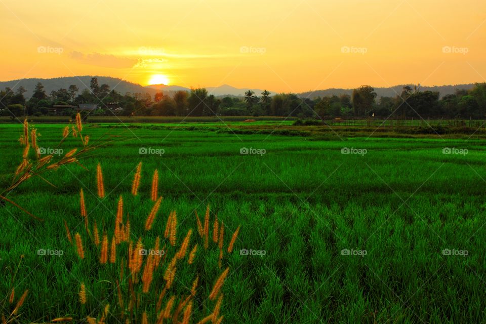 The sun was falling from the edge of the mountain one evening in the atmosphere of a beautiful country rice field.