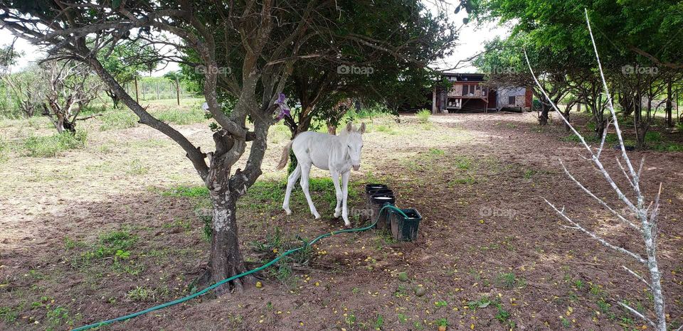 Beautiful all white Hinny Horse Donkey Hybrid