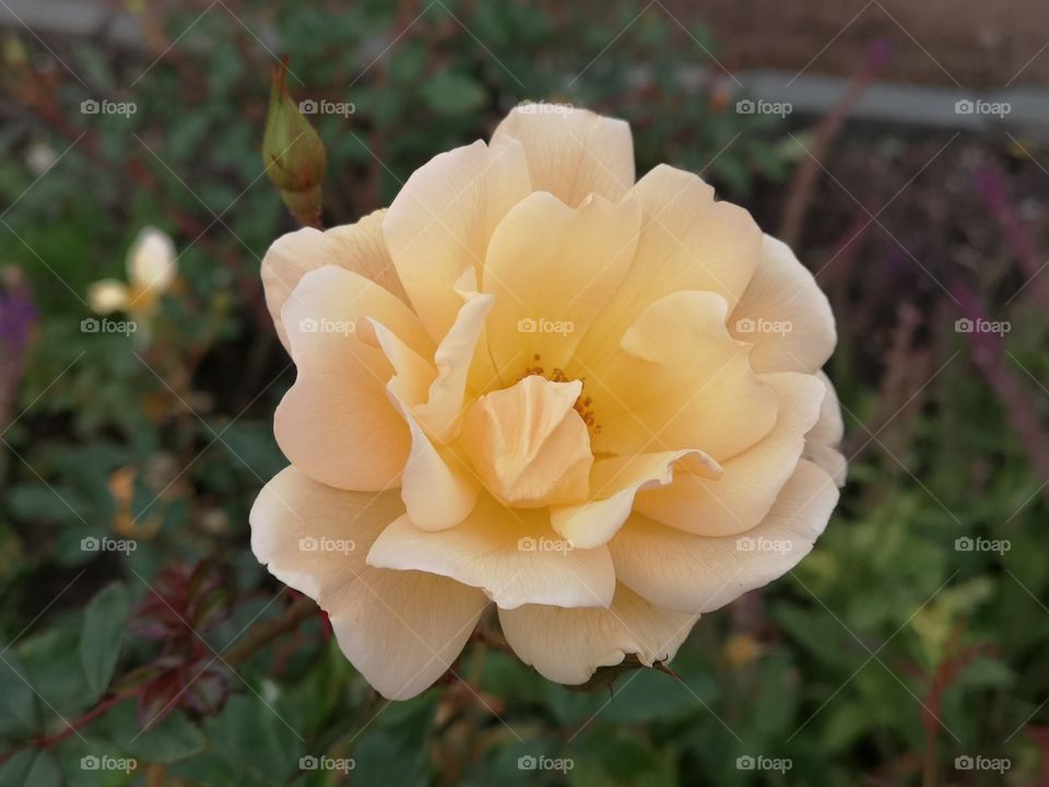 Roses are always one of most beautiful flowers. This rose is very beautiful and color is unusual 😍