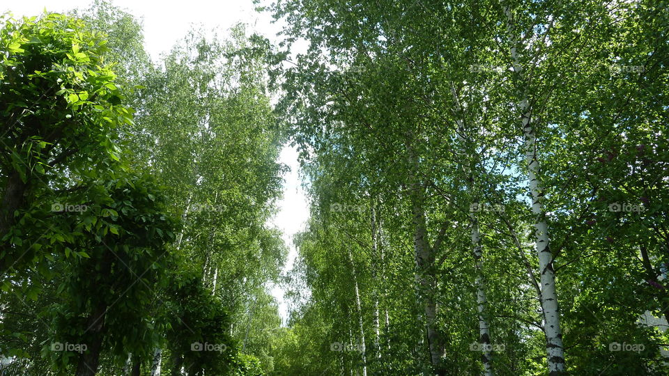 зеленые деревья