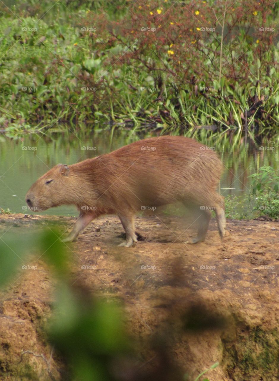Capybara walking in lake