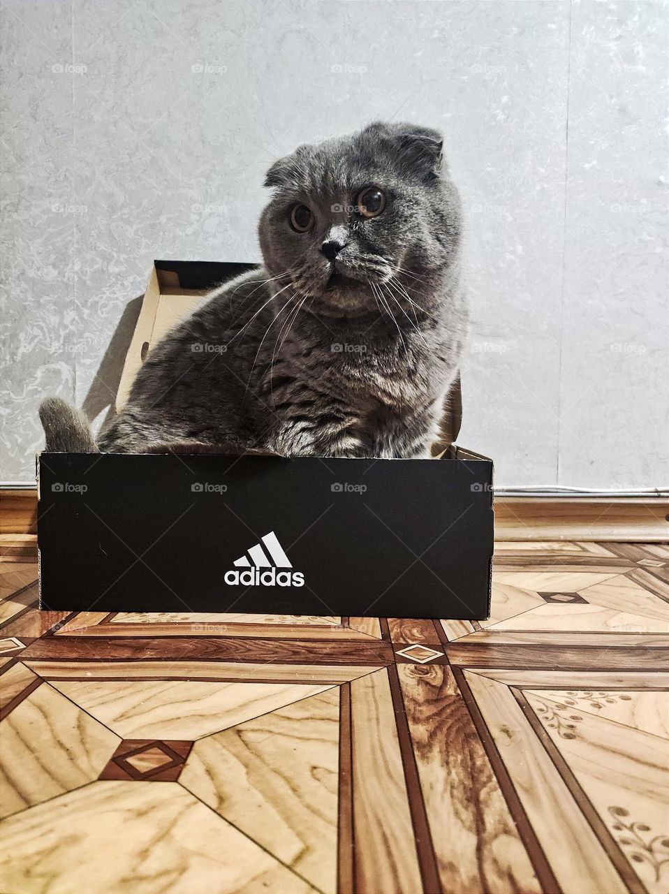 Adidas cat