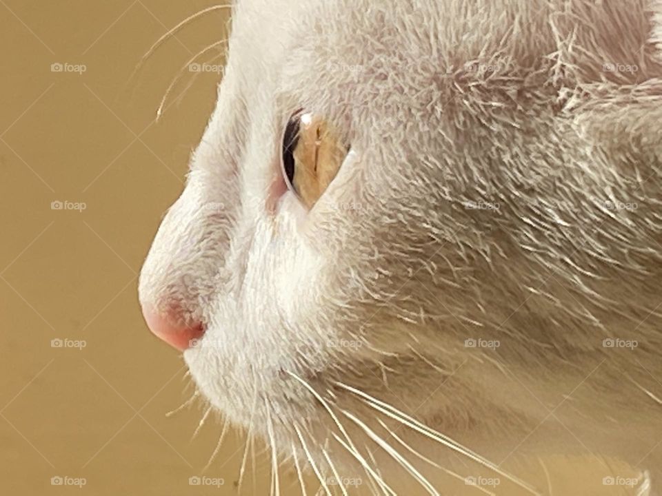 Close up on the cat’s face 