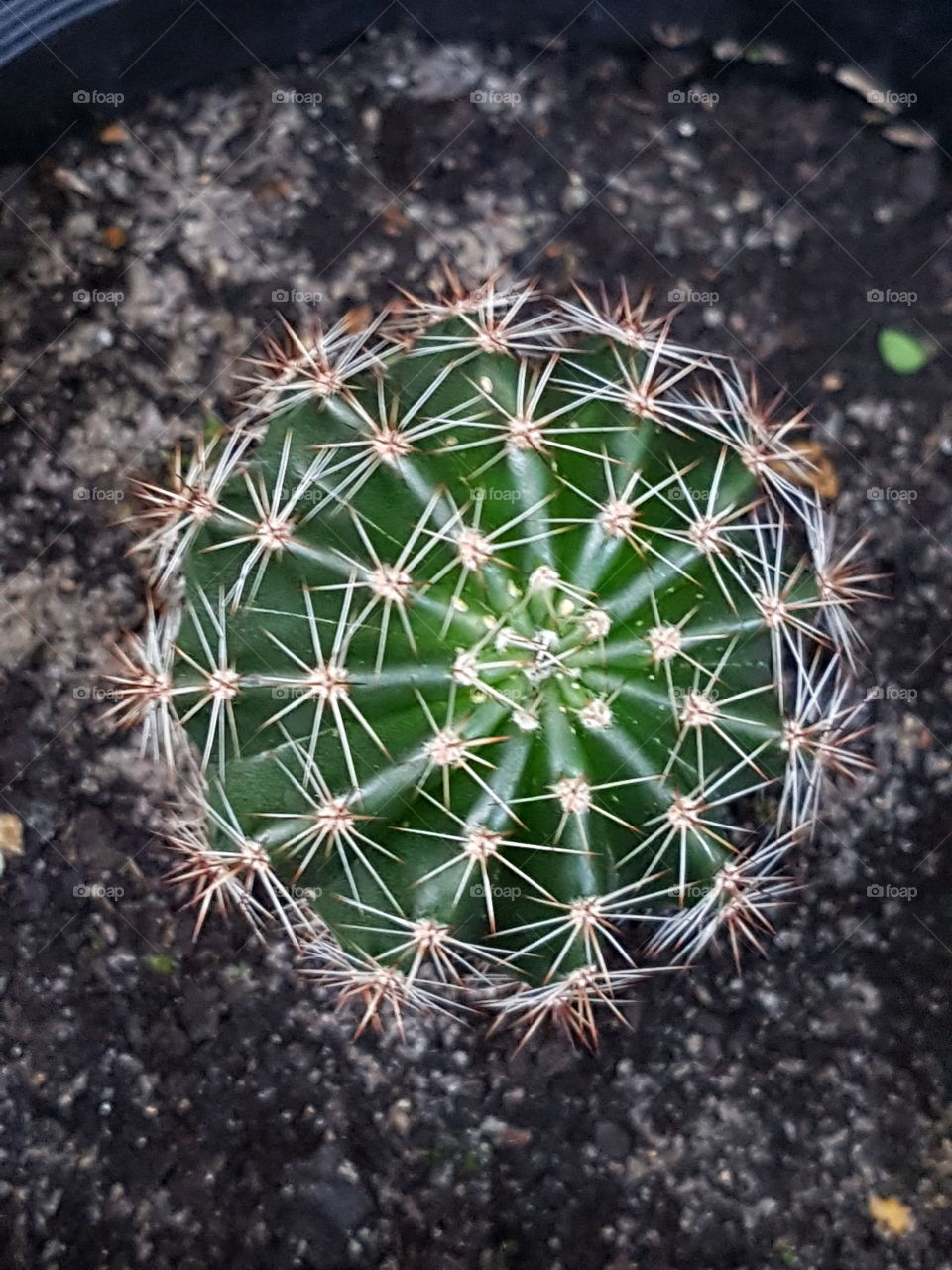 cactus. symmetry