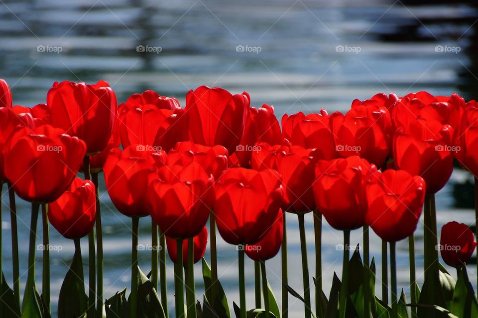 Close-up of a red tulips