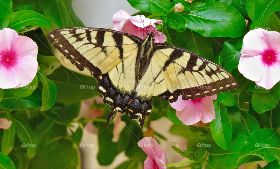 Visitor to our yard