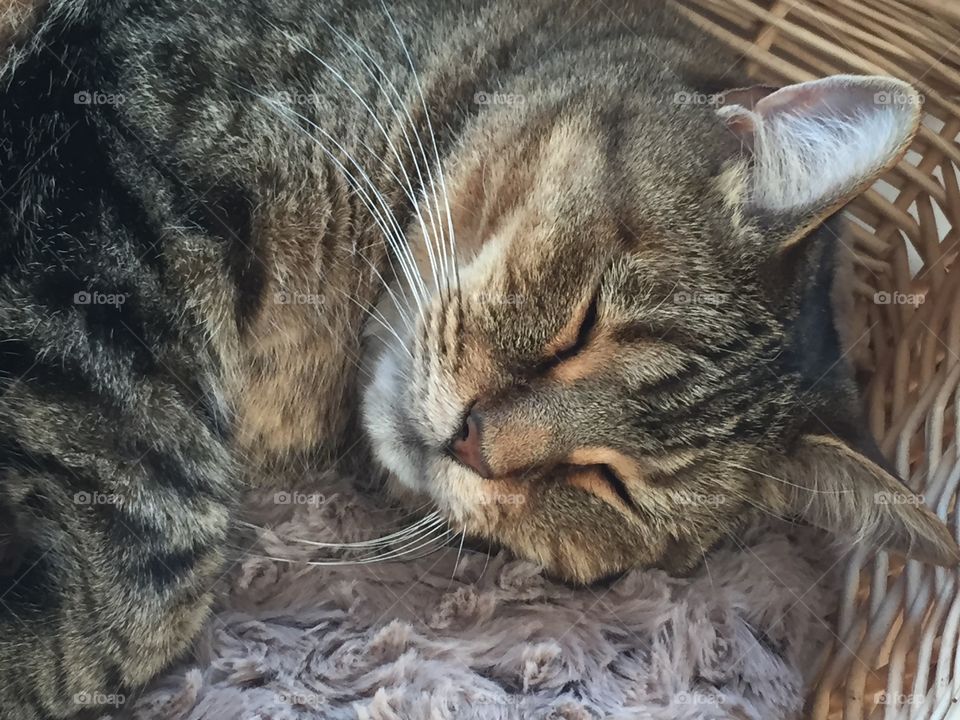 Sleeping Tabby Cat
