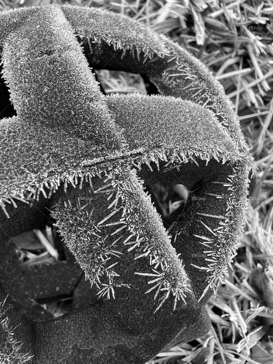 Frosty marvels. B&W closeup of Penny’s dog toy in the grass with ice crystals ❄️