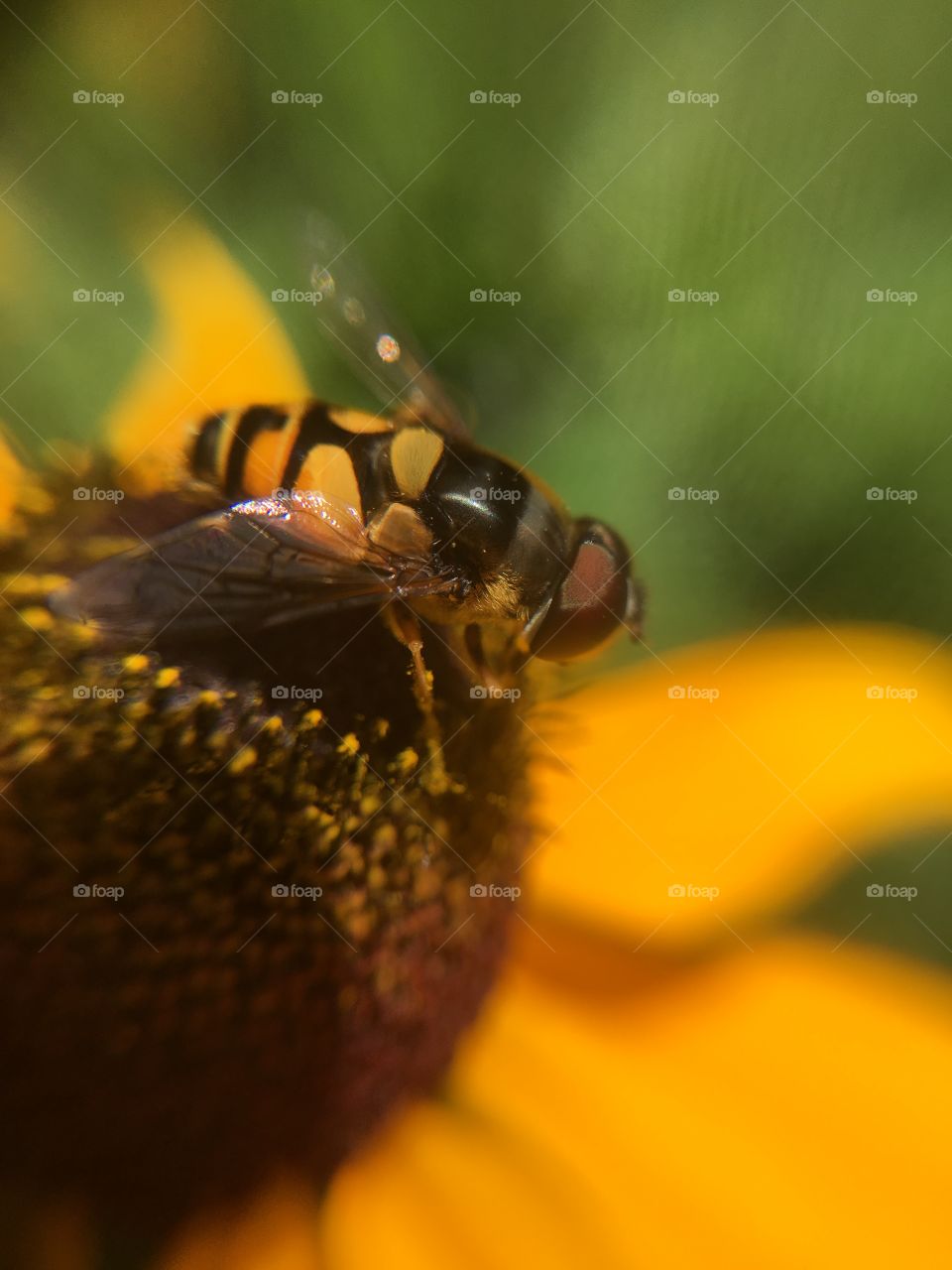 Insect on flower