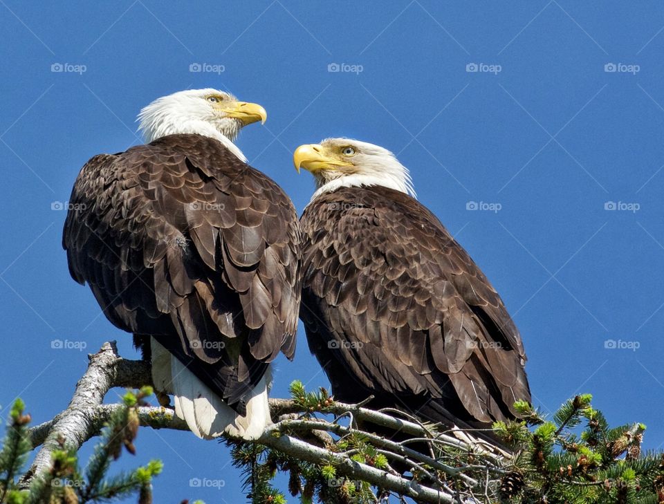 Bald eagle couple