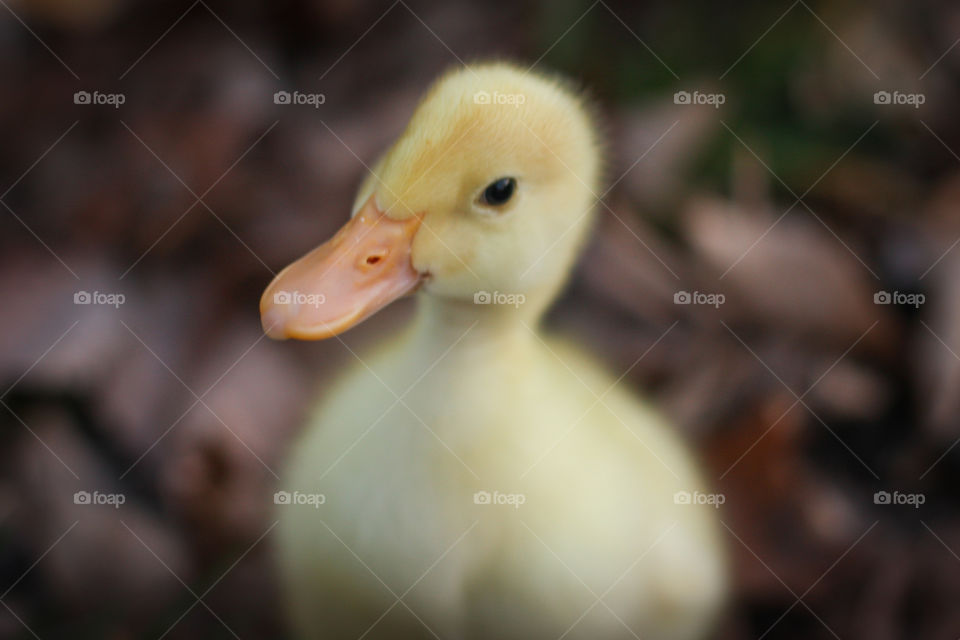 Portrait of baby duck