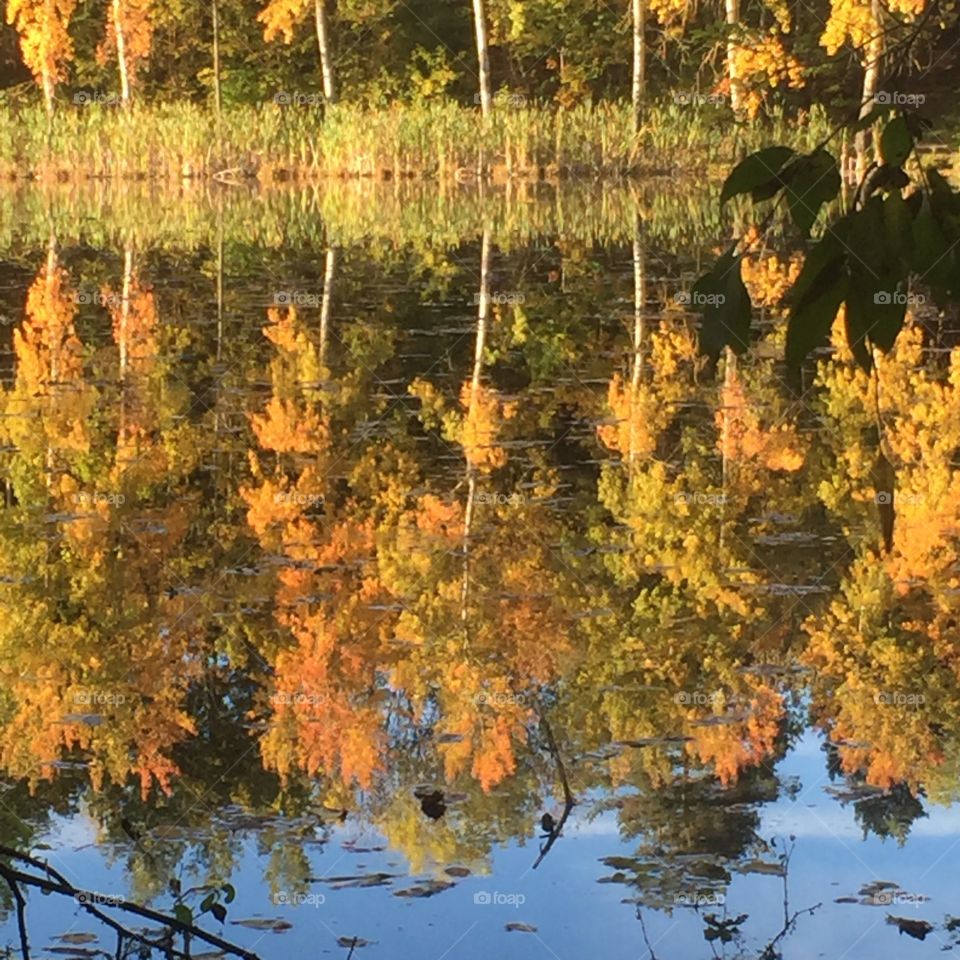 Trees reflection in water