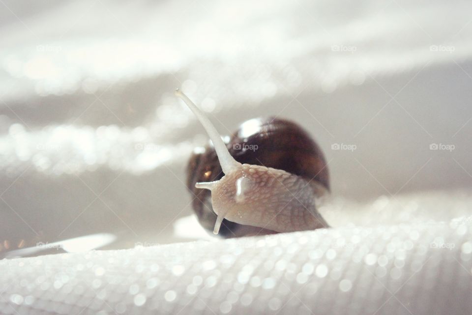 snail