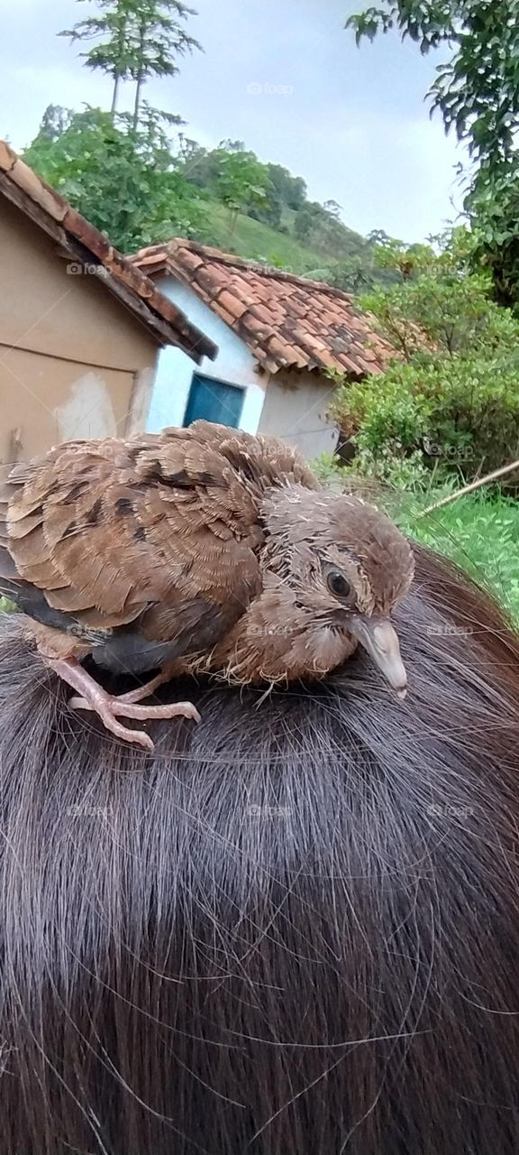 cute little bird on the head