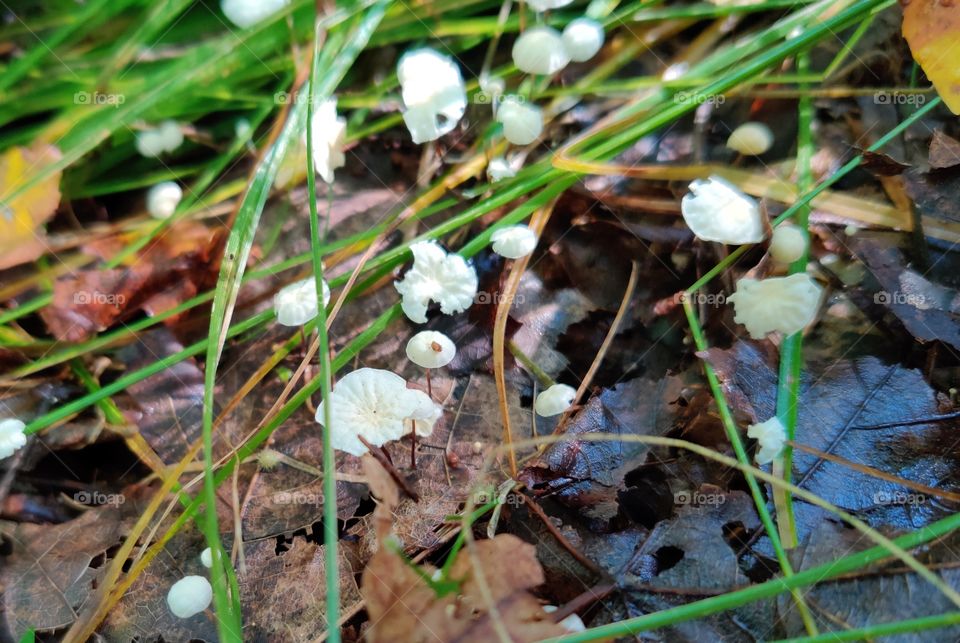 small, fragile and delicate